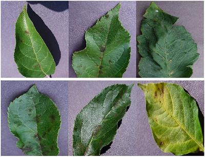 Automatic classification of ligneous leaf diseases via hierarchical vision transformer and transfer learning